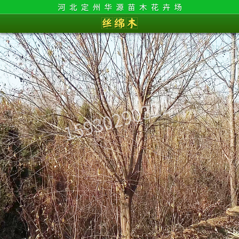 河北苗圃基地直銷絲綿木樹苗綠化苗木白杜/絲綿木土球苗/裸根苗