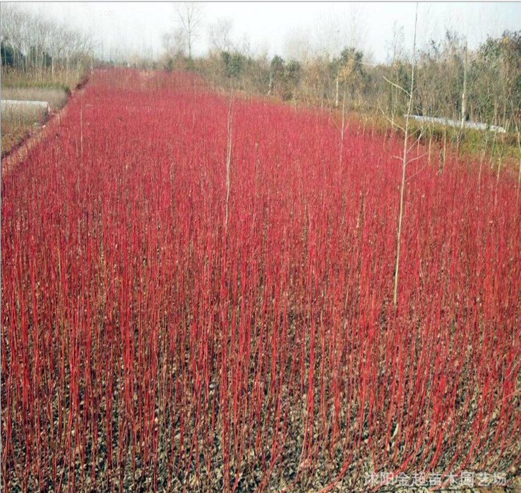 基地工程綠化苗木直銷 紅瑞木小苗 規(guī)格全 紅瑞木樹苗 紅馬球