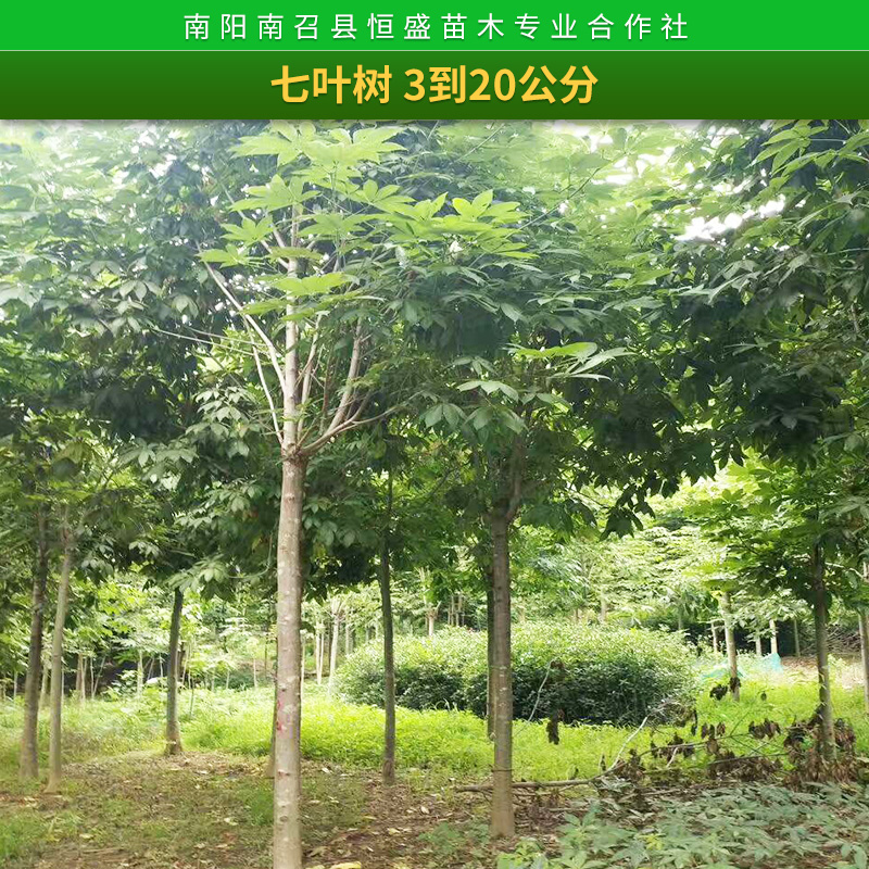 苗木基地七葉樹樹苗 供應(yīng)工程綠化苗 出售優(yōu)質(zhì)七葉樹 規(guī)格齊全