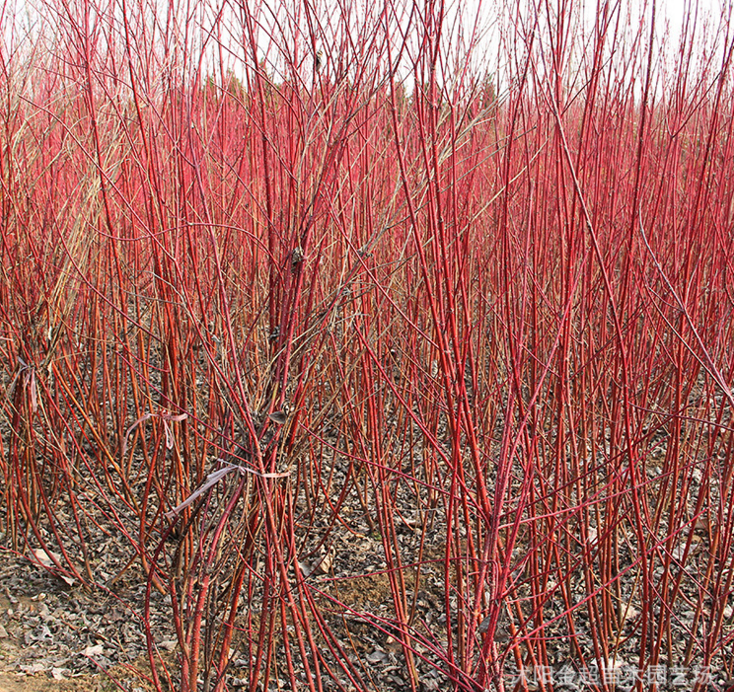 基地工程綠化苗木直銷 紅瑞木小苗 規(guī)格全 紅瑞木樹苗 紅馬球