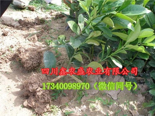 供應川佛手苗、佛手柑苗，包技術，包回收！佛手 川佛手