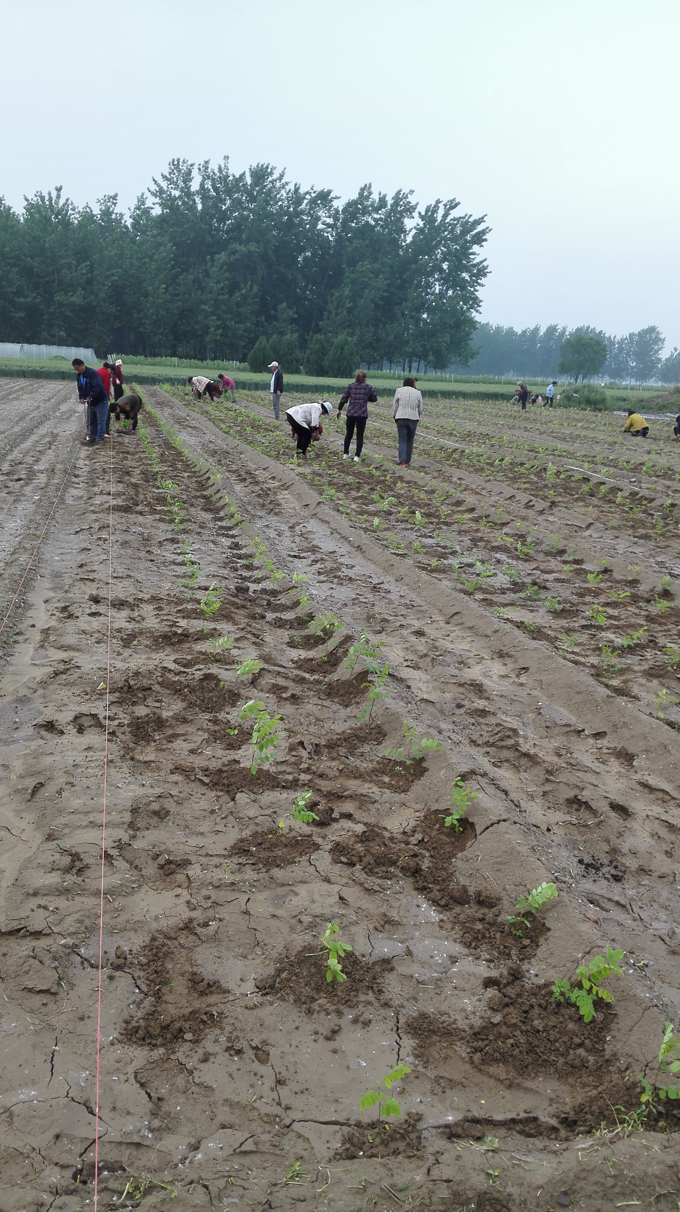 刺槐苗、速生刺槐、無刺刺槐