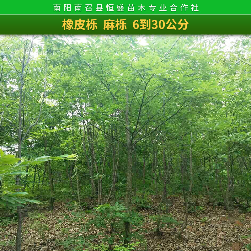 盆景基地南陽榔榆盆景玉蘭盆景