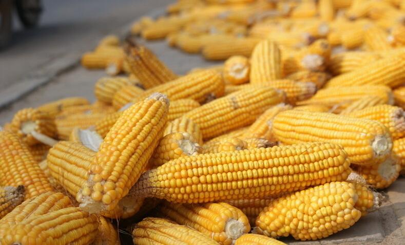 玉米