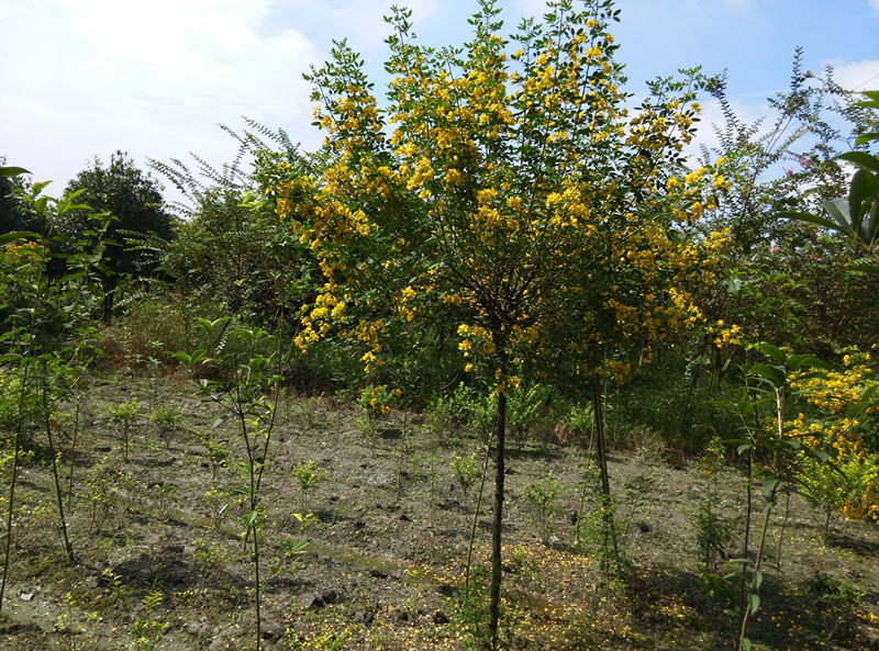供應(yīng)成都黃花槐基地*格黃花槐