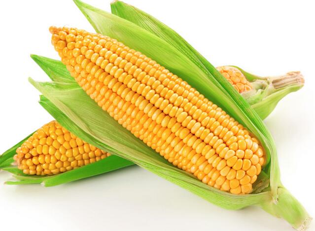 玉米