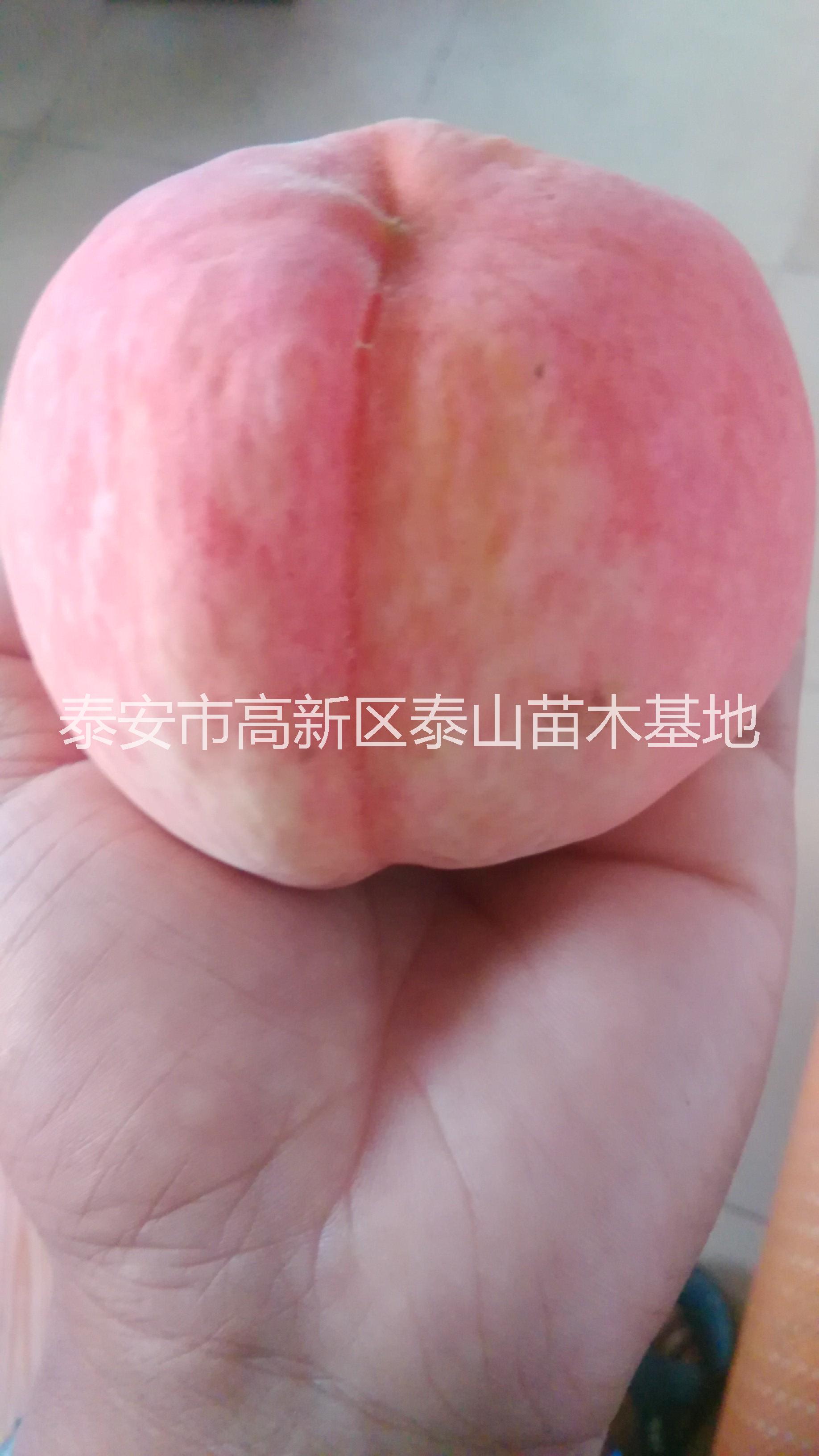 供應早晚熟桃苗，毛桃苗，實生桃苗，占地桃樹