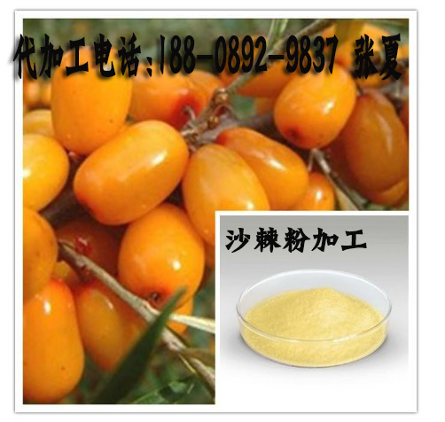 沙棘粉加工貼牌定制工廠