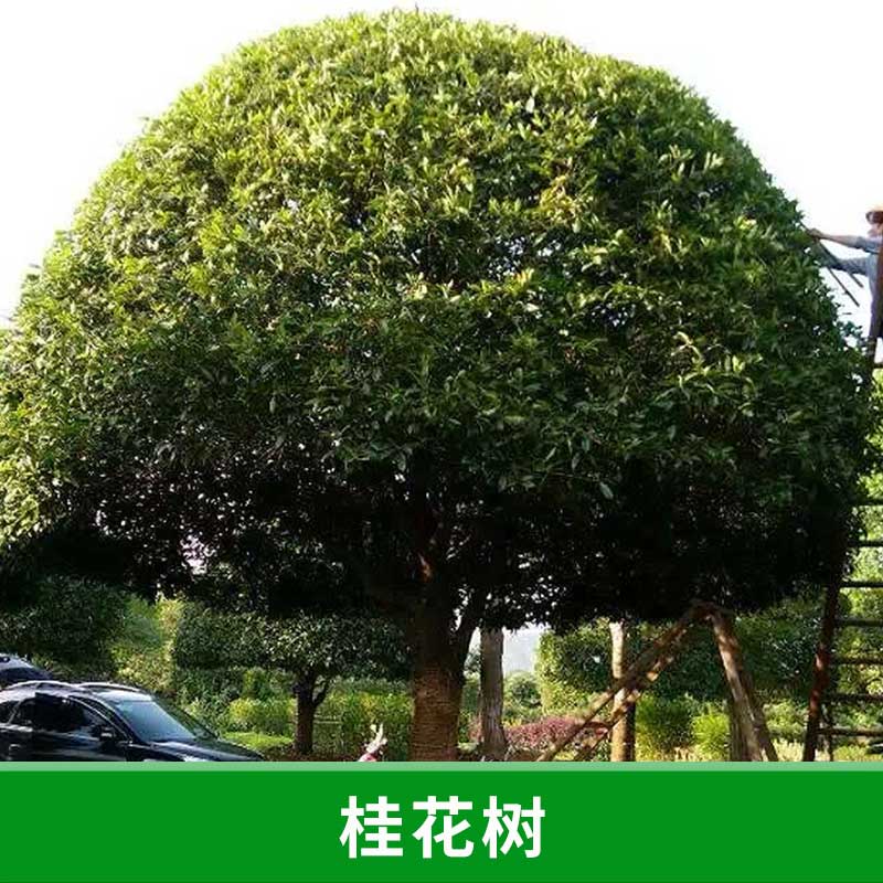 福建 桂花樹苗木基地 批發(fā)桂花樹苗 金桂四季桂小苗庭院觀花植物 工程綠化桂花苗