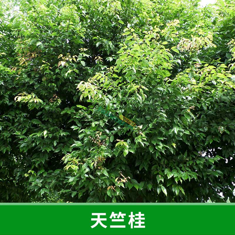 長期供應天竺桂 急售天竺桂 天竺桂樹苗 天竺桂價格 天竺桂樹苗批 廣東 天竺桂