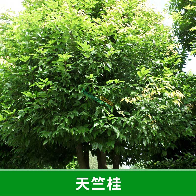 福建 天竺桂 天竺桂種苗 種子 長期供應(yīng)天竺桂 造林綠化批發(fā)中心 優(yōu)質(zhì)綠化喬木