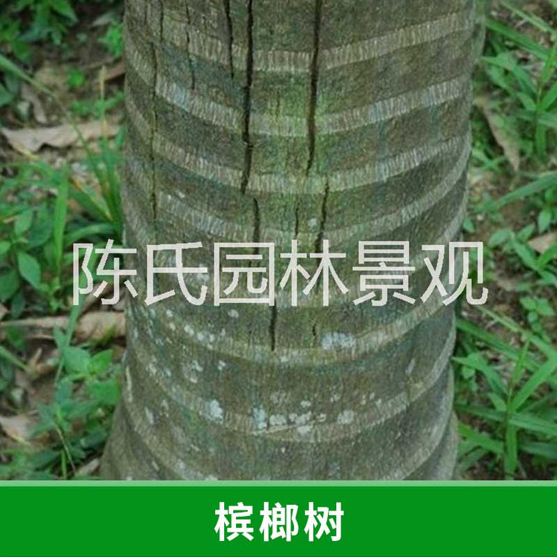 哪里有廣東檳榔樹(shù) 急售檳榔樹(shù) 檳榔樹(shù)樹(shù)苗 檳榔樹(shù)種植基地 檳榔樹(shù)