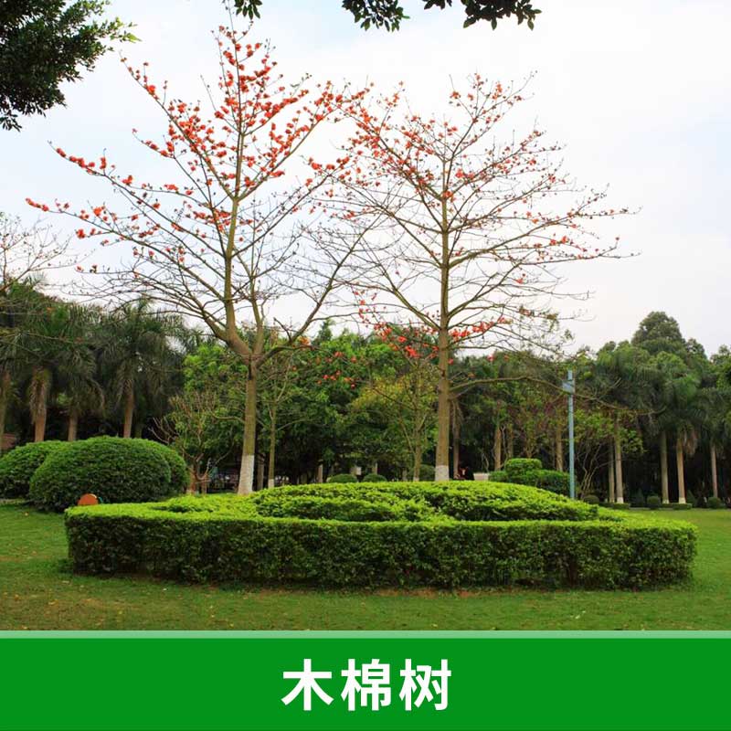 廣東 木棉樹 急售木棉樹樹苗 木棉樹樹苗批發(fā) 木棉樹苗圃 木棉樹