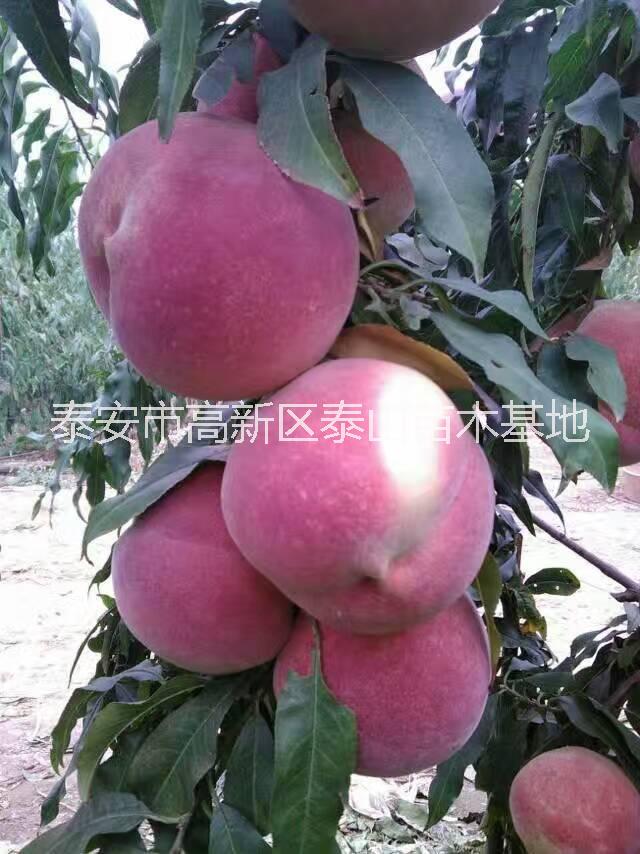 供應早晚熟桃苗，毛桃苗，實生桃苗，占地桃樹