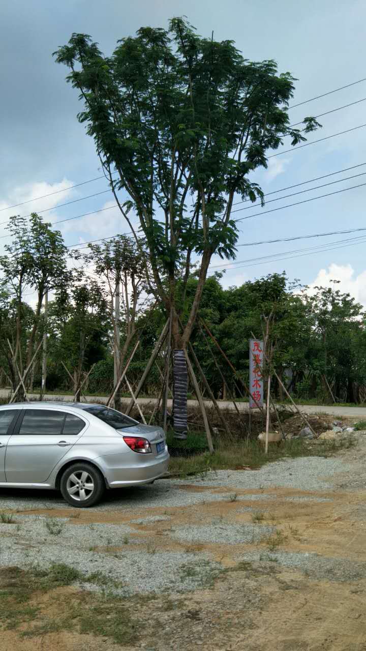 鳳凰木5一30公分廣東苗木供應(yīng)商 廣東苗木場 南方苗木供應(yīng)商