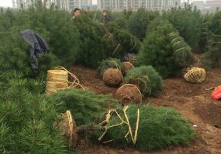 香椿苗價(jià)格=山西運(yùn)城紅油香椿苗批發(fā)怎么買？