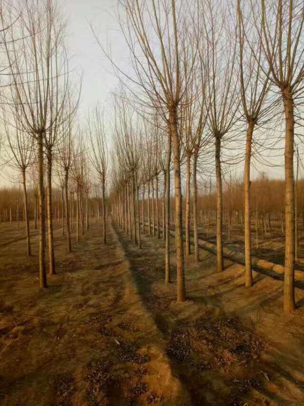 *銷(xiāo)售：8-20公分遼寧旱柳唐山旱柳價(jià)格13833035039