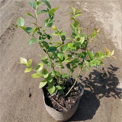 廣東惠東 60-80公分高藍(lán)莓苗 果大漿甜高產(chǎn)藍(lán)莓銷(xiāo)售