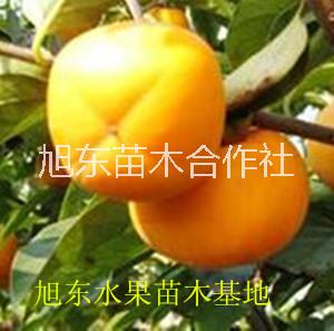 甜柿子樹苗 山西哪里有陽(yáng)豐甜柿子樹苗批發(fā)