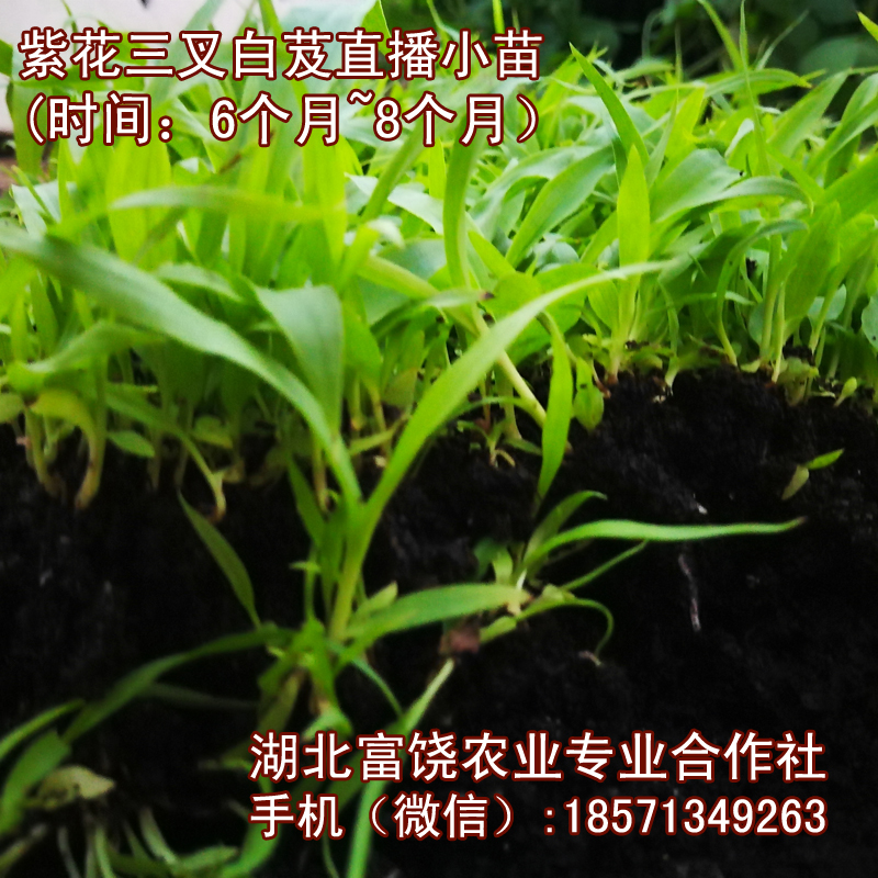 湖北紫花三叉白芨直播小苗基地湖北巨莖白芨種子種苗直銷(xiāo)批發(fā)