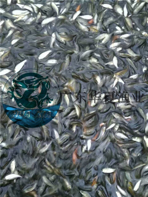 供應(yīng)加州鱸魚苗、大口黑鱸魚苗批發(fā)價格、河南加州鱸魚養(yǎng)殖技術(shù)