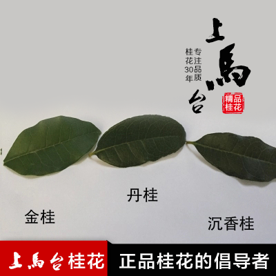 桂花樹苗桂花盆栽流蘇嫁接四季桂花金桂丹桂沉香桂地栽桂花苗室內(nèi)