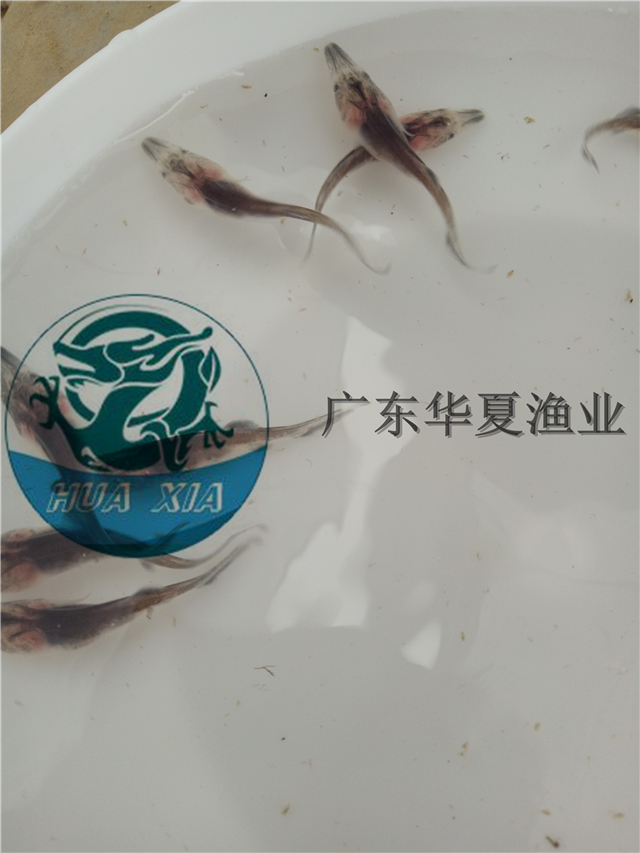 供應(yīng)求購(gòu)鴨嘴魚(yú)苗，鴨嘴魚(yú)多少錢(qián)一斤。鴨嘴魚(yú)苗哪里有賣(mài) 匙吻鱘魚(yú)苗