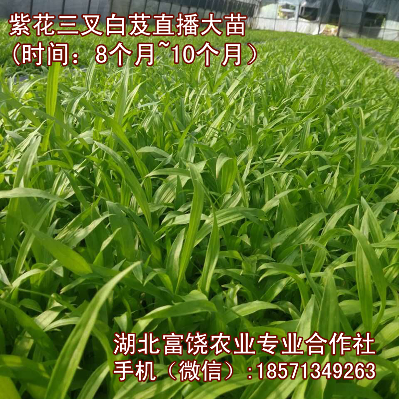湖北紫花三叉白芨直播大苗基地巨莖白芨種子種苗直銷批發(fā)