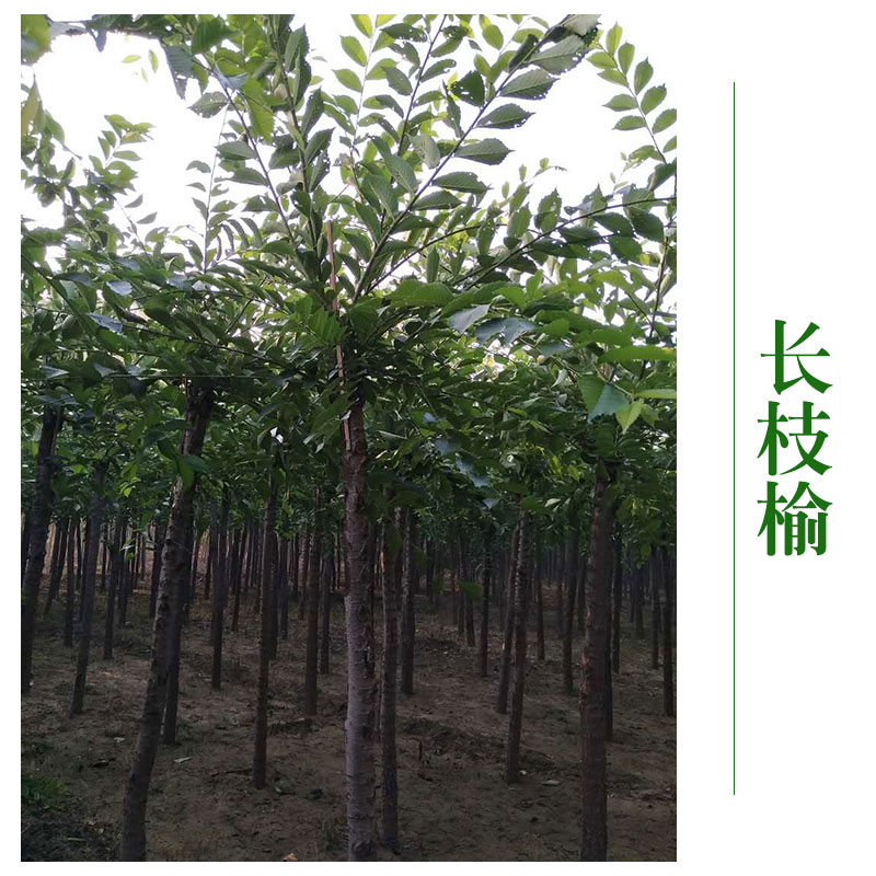 北京長枝榆樹 木長枝榆樹苗 *綠化工程 北京長枝榆哪家好