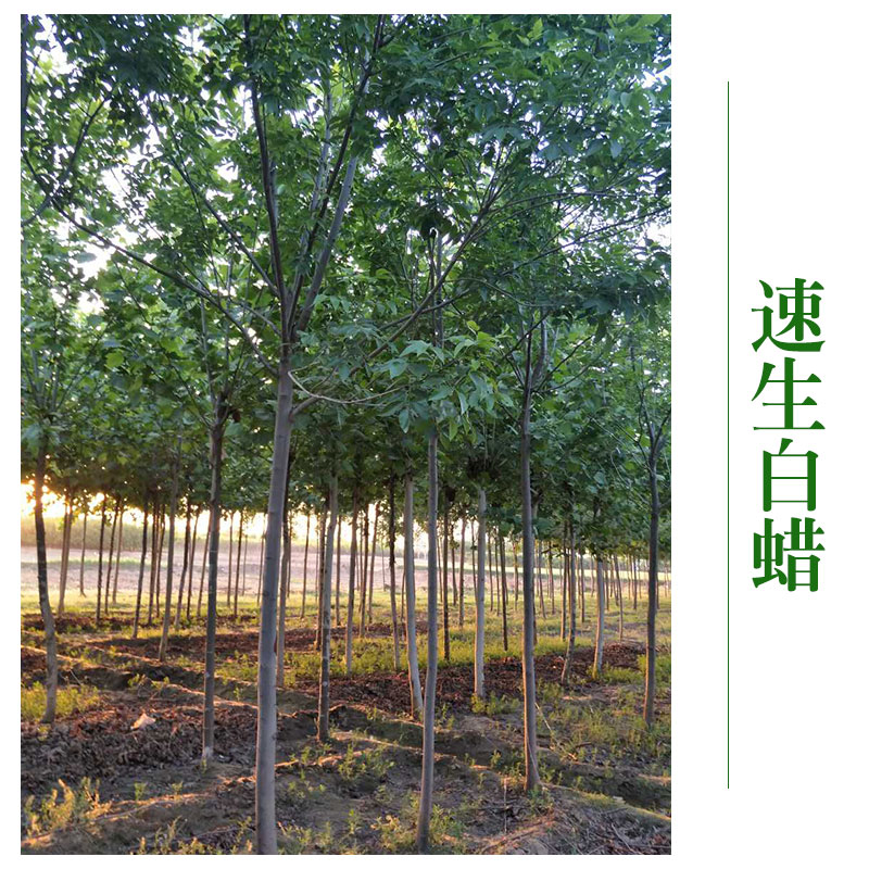 河北博野縣京興苗木花卉批發(fā) 速生白蠟速生白蠟苗 *綠化工程