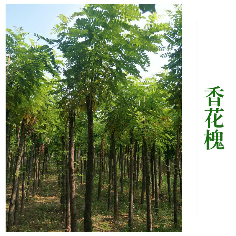 北京香花槐批發(fā) 香花槐苗 *綠化工程 香花槐廠家優(yōu)惠價直銷