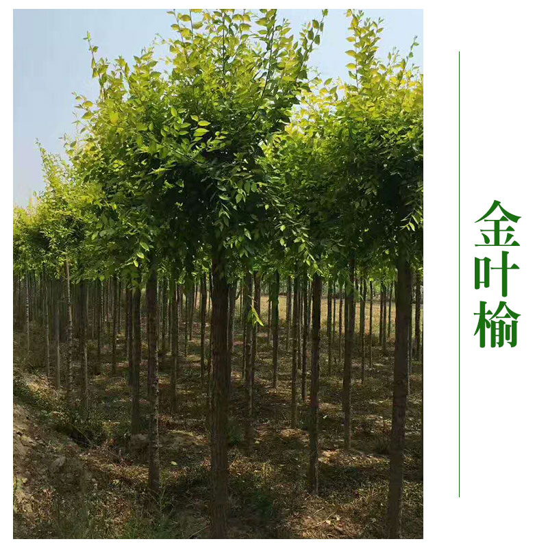 天津金葉榆 金葉榆苗 新疆金葉榆小苗 博野縣京興苗木花卉種植有限公司
