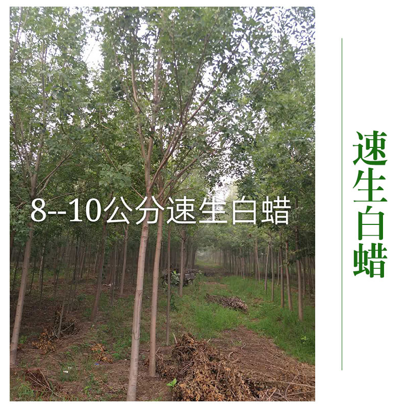 河北博野縣京興苗木花卉批發(fā) 速生白蠟速生白蠟苗 *綠化工程