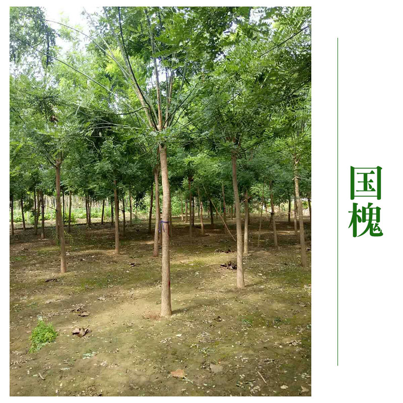 博野縣京興苗木花卉 大量供應(yīng) 山西國槐 河北國槐 甘肅國槐