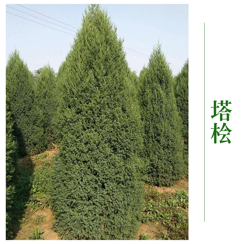 河北京興苗木花卉塔檜批發(fā) 塔檜苗塔檜樹 *綠化工程