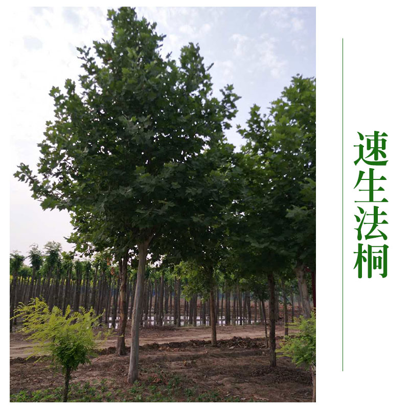 博野京興苗木花卉速生法桐批發(fā) 速生法桐樹速生法桐苗 *綠化工程