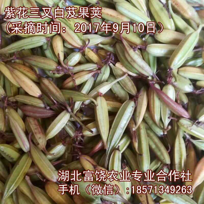 湖北紫花三叉白芨果莢直播技術(shù)白及成熟種子育苗基地*
