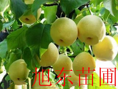 梨樹苗，紅香酥梨樹苗價格，山西梨樹苗