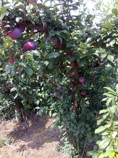 黒霸王李子樹苗價格山西果樹苗基地批發(fā)黒霸王李子樹苗