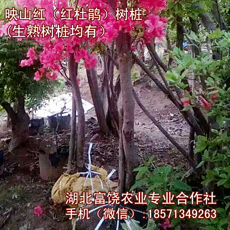 湖北映山紅樹樁滿山紅樹苗*紅*樹樁生樁熟樁基地直銷