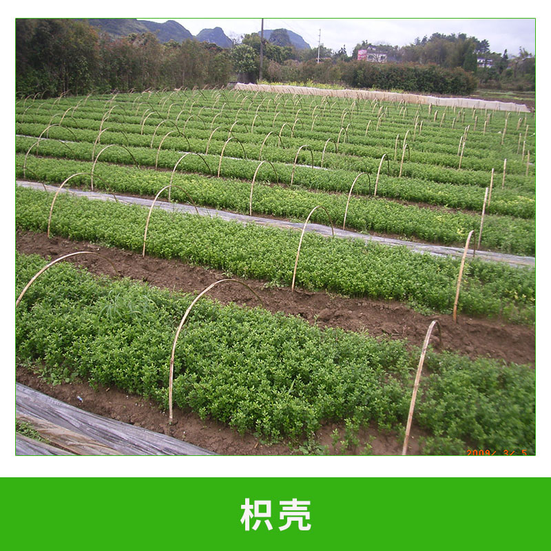 枳殼 枸橘樹 綠化用樹 規(guī)格齊全 芽苗  歡迎來電訂購