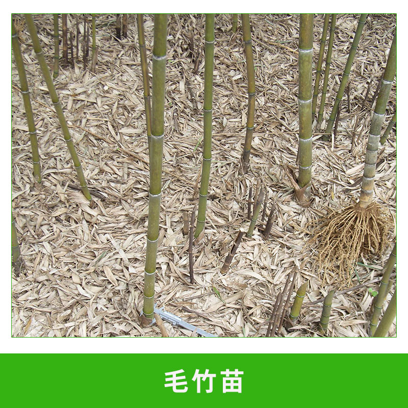 毛竹苗供應(yīng) 竹類(lèi)植物 綠化竹苗 優(yōu)質(zhì)樹(shù)苗 綠籬 生長(zhǎng)旺盛 適應(yīng)力強(qiáng) 歡迎來(lái)電咨詢(xún)