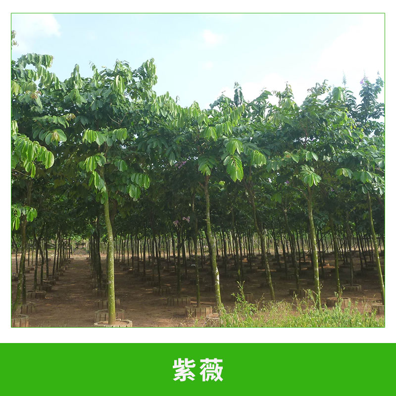 紫薇 工程綠化苗木 樹苗 叢生紅花苗 規(guī)格全 紅火球 歡迎來電訂購