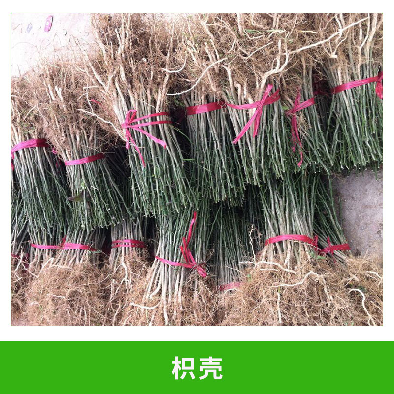 枳殼 枸橘樹 綠化用樹 規(guī)格齊全 芽苗  歡迎來電訂購