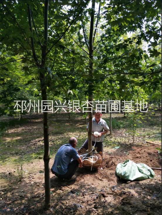 徐州銀杏  銀杏價格 銀杏占地樹 江蘇徐州銀杏哪里賣 銀杏售價是多少  江蘇徐州銀杏價格 徐州銀杏價格  25公分銀杏