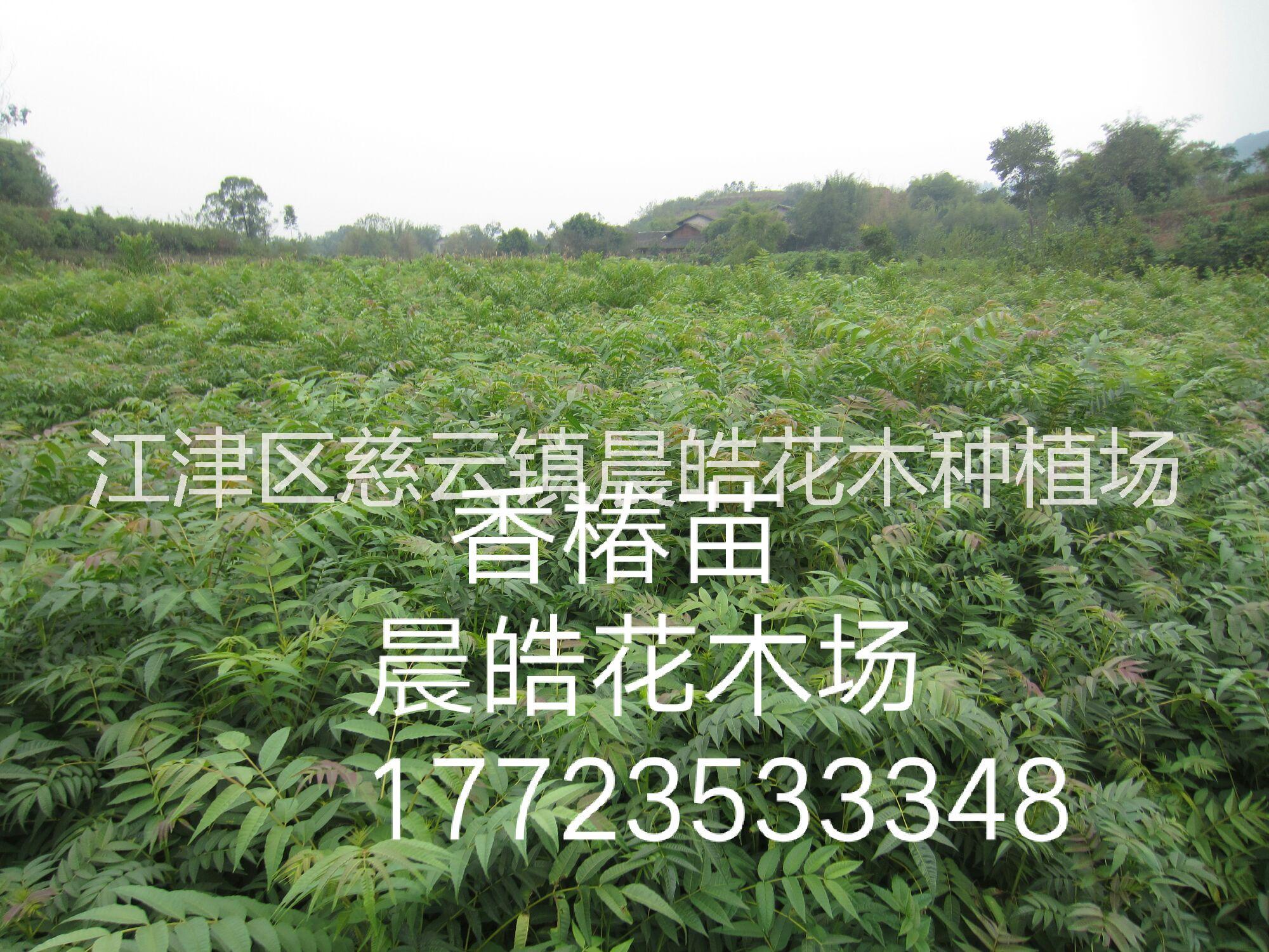香椿苗批發(fā) 重慶紅油香椿苗價(jià)格 重慶香椿苗報(bào)價(jià) 重慶香椿苗供應(yīng)商 紅油香椿苗批發(fā) 香椿芽苗種 香椿苗基地