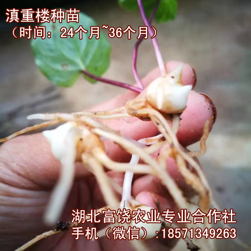 湖北滇重樓種苗云南高桿重樓云南白藥*種植品種基地直銷