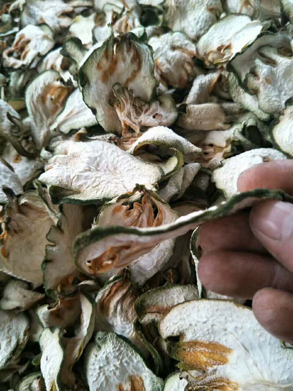 佛手盆景家中擺設(shè) 招財(cái)佛手