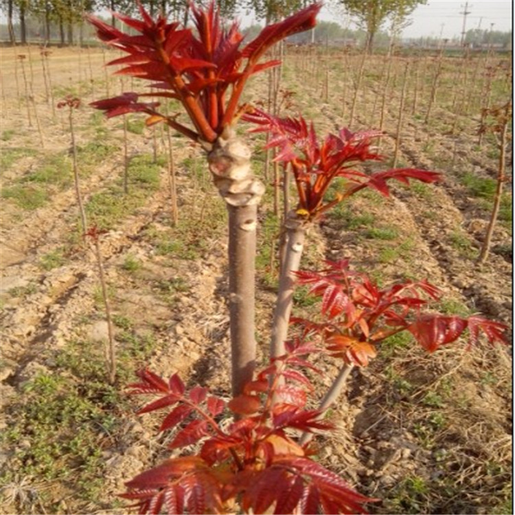 兩年香椿苗多少錢(qián) 紅油香椿苗 大棚香椿苗批發(fā)基地 香椿苗品種介紹