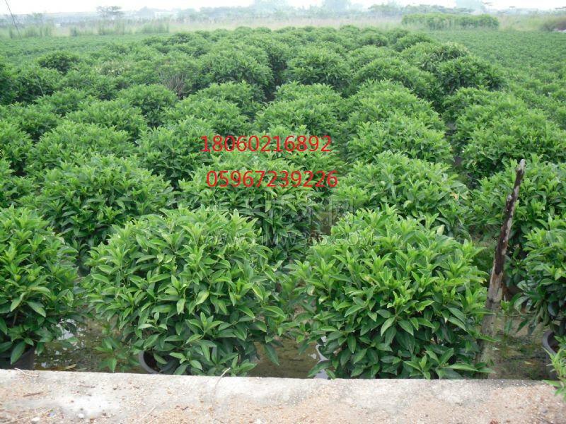 云南非洲茉莉供應(yīng)商，云南非洲茉莉球基地直銷，云南非洲茉莉球采購(gòu)，云南非洲茉莉大量供應(yīng)，云南非洲茉莉種植基地，
